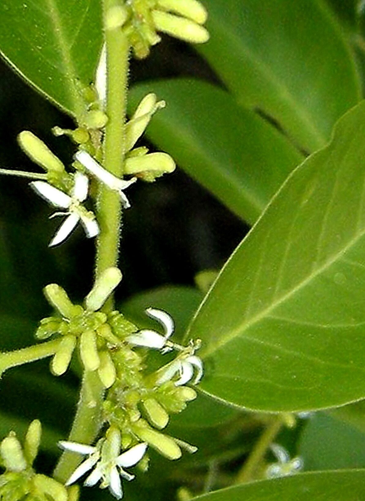 Olax scandens — houseplant care guide