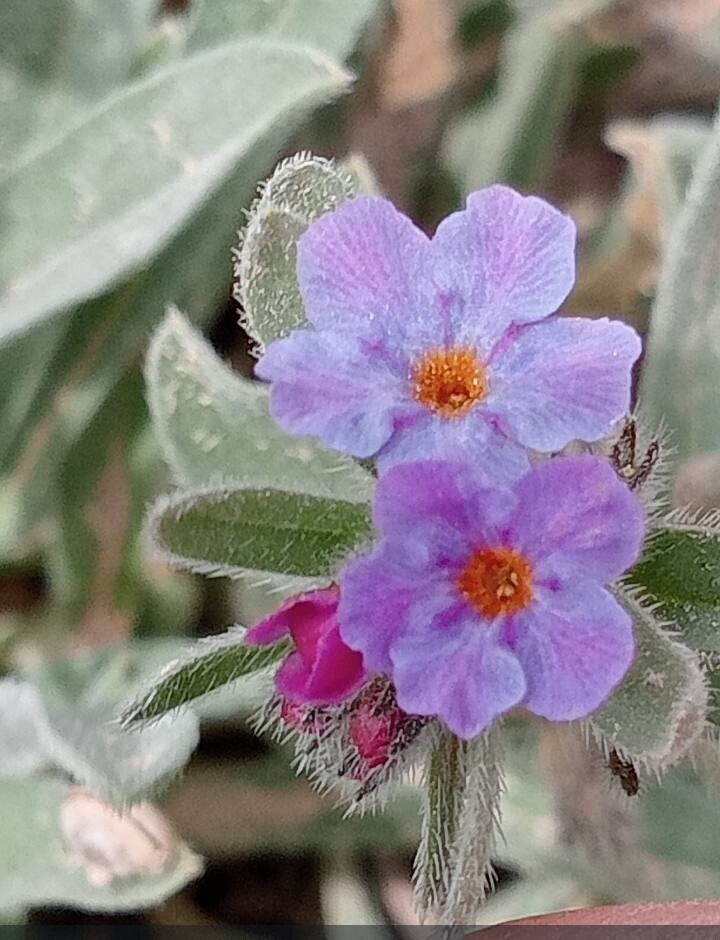 Alkanna cappadocica — related species from the same genus