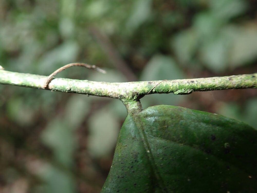 Drypetes preussii — houseplant care guide