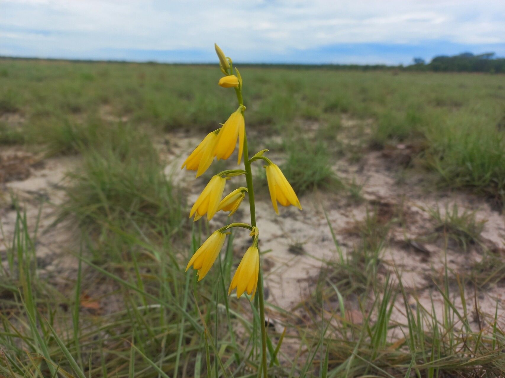 Eulophia carsonii flower