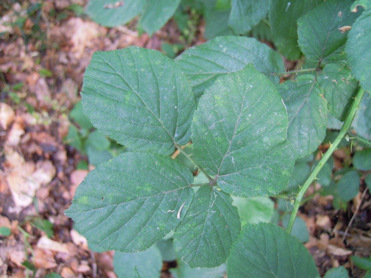 Rubus egregius leaf