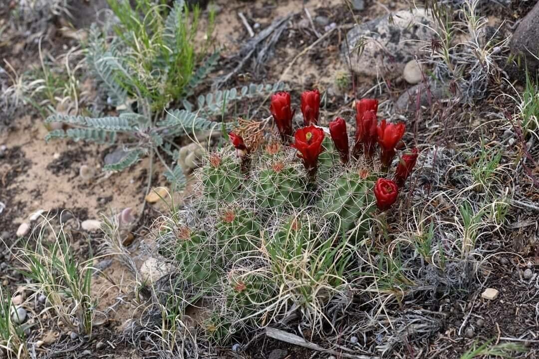 Echinocereus triglochidiatus flower