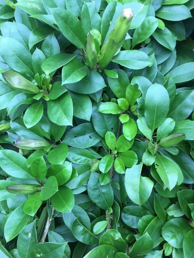 Solandra grandiflora leaf