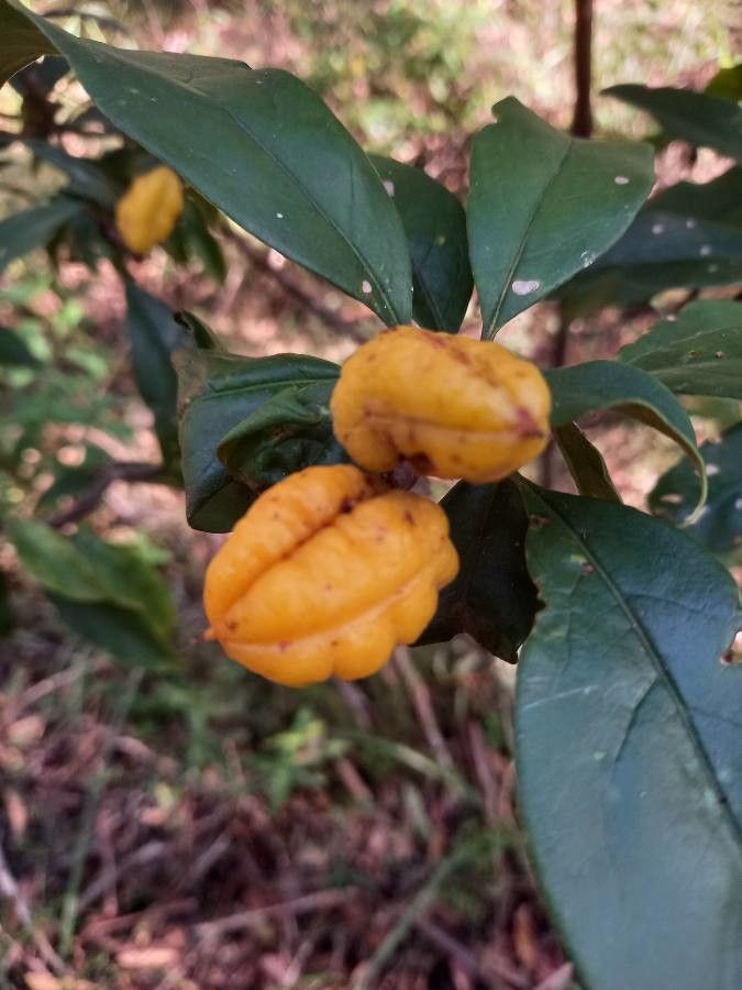 Pittosporum revolutum fruit
