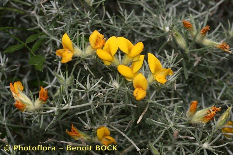 Lotus mascaensis habit