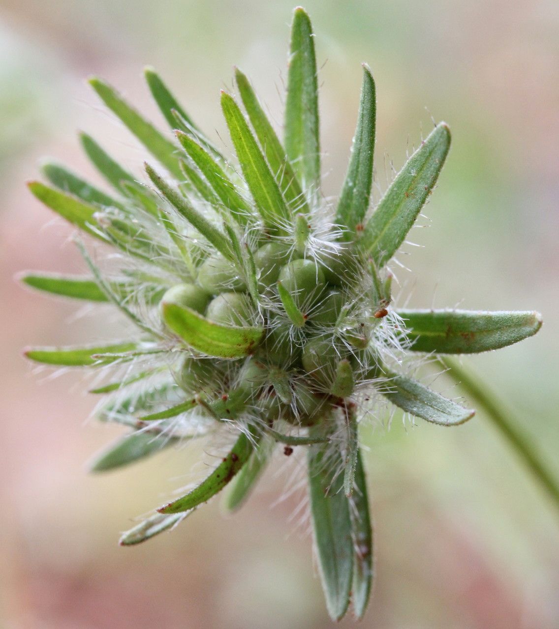 Asperula arvensis fruit