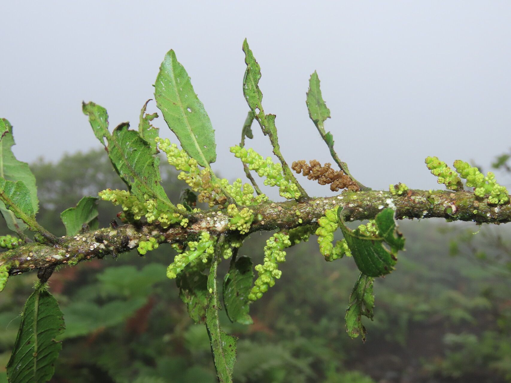 Morella pubescens flower