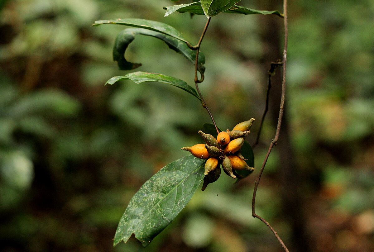 Dichapetalum mombuttense fruit