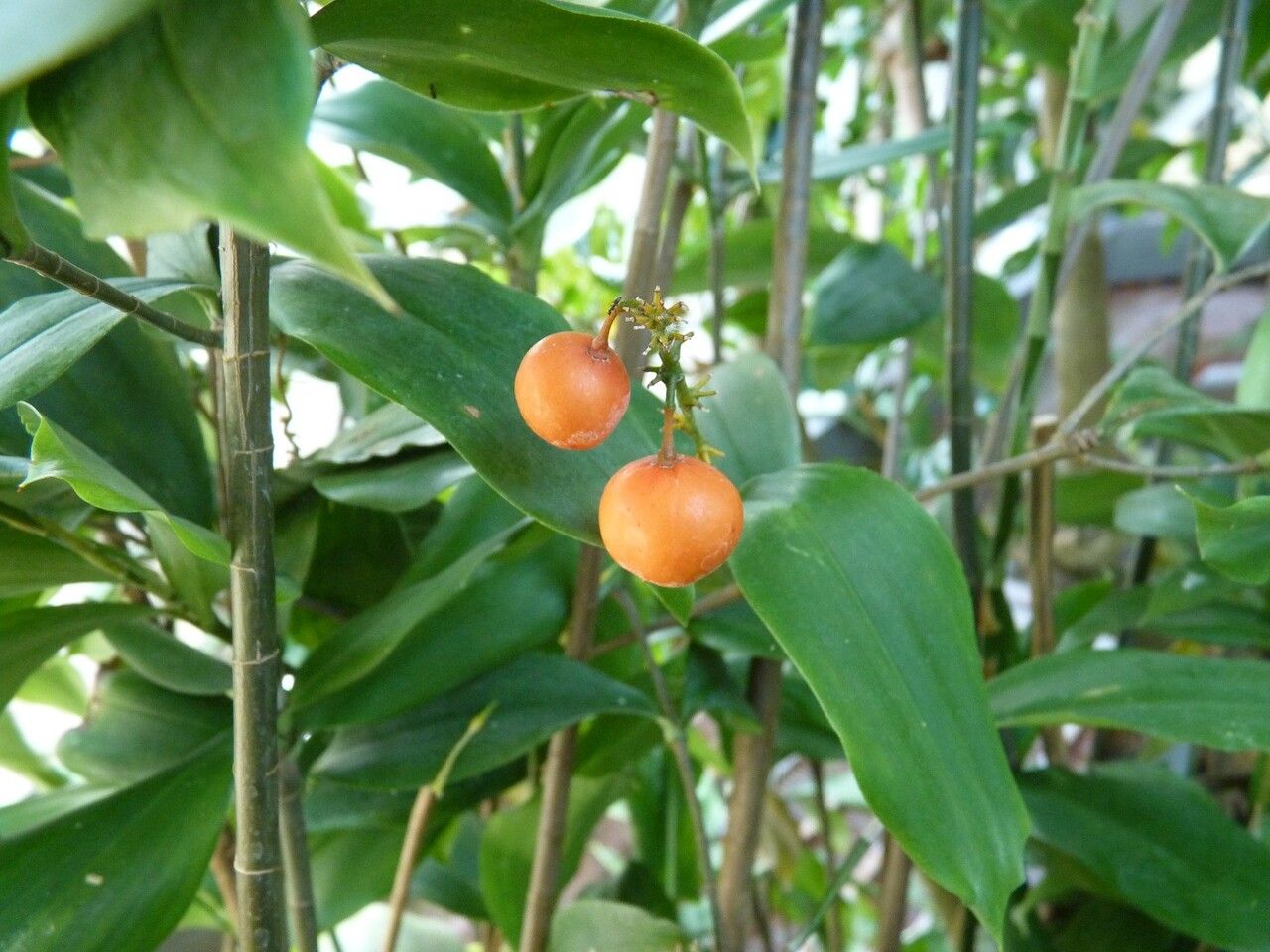 Dracaena camerooniana fruit