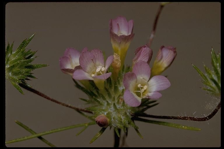 Navarretia prolifera — search result for 'Navarretia'