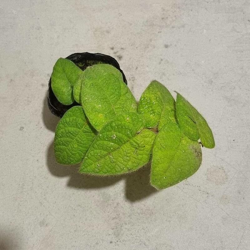 Ficus villosa — houseplant care guide