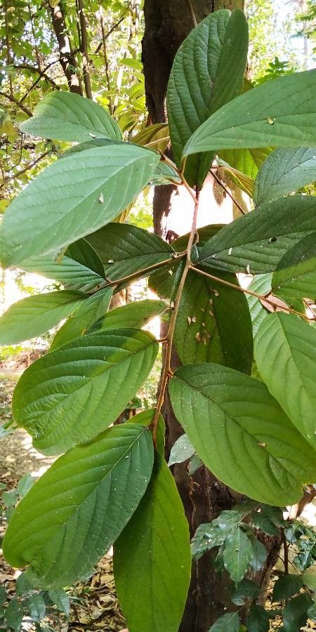 Styrax chinensis — related species from the same genus