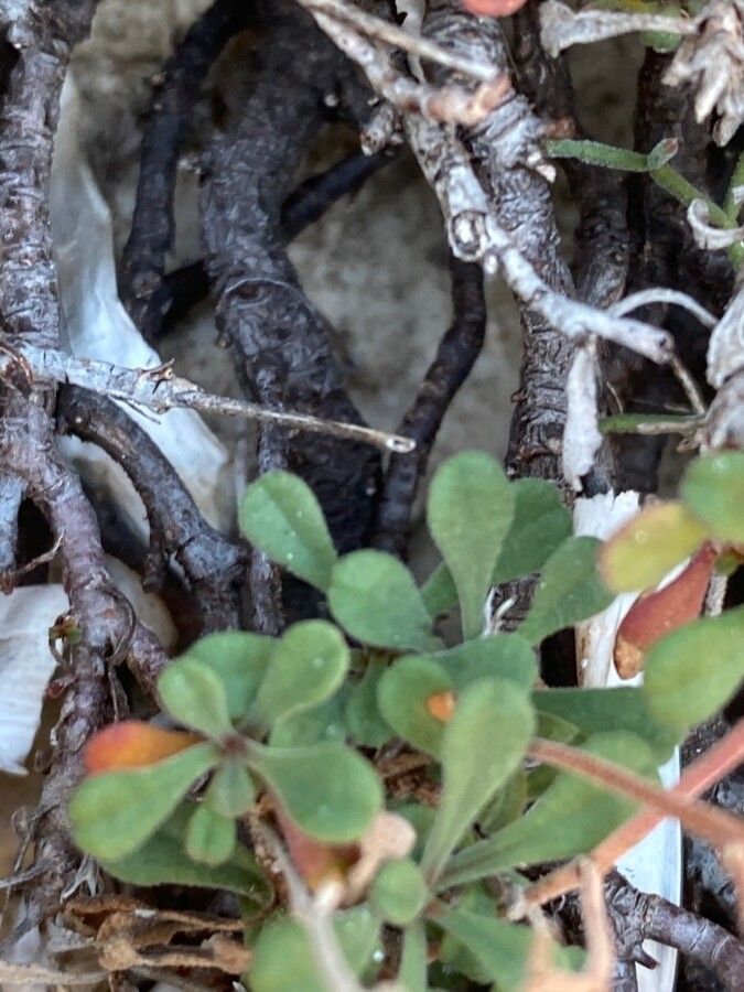 Limonium cordatum — search result for 'Limonium'