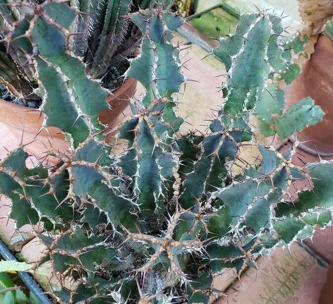 Euphorbia perangusta habit