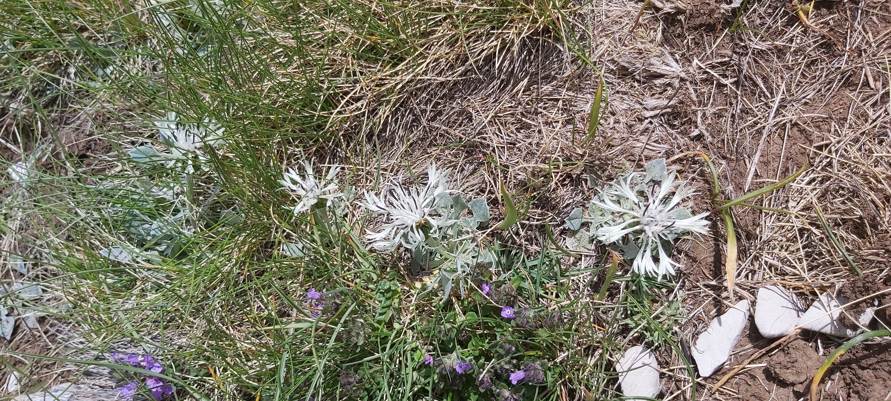 Centaurea pindicola habit