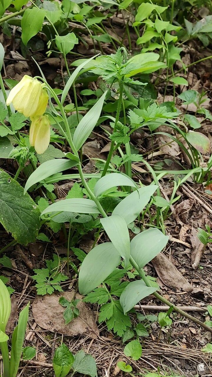Fritillaria pallidiflora habit