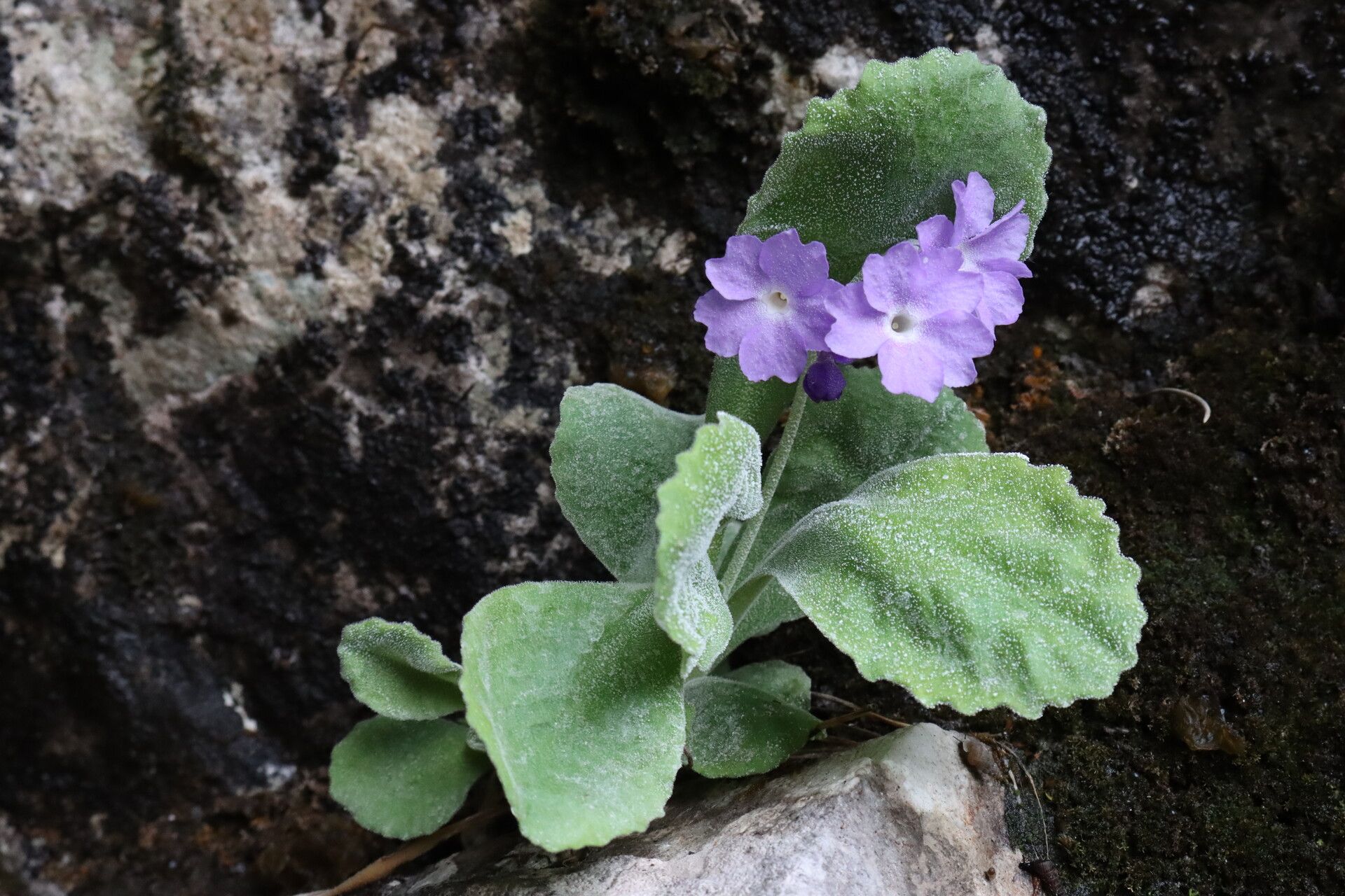 Primula albenensis