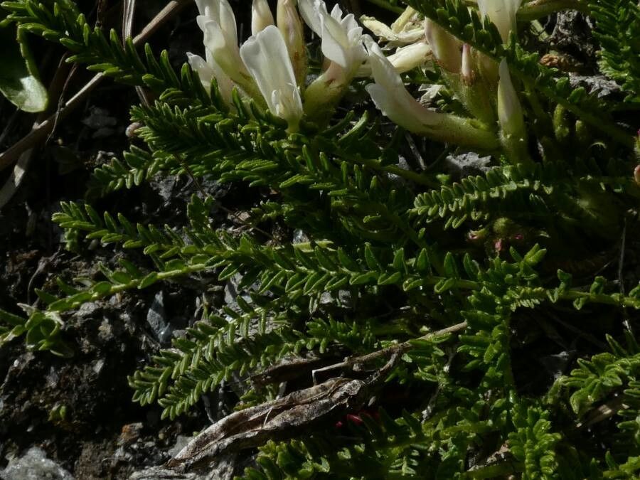Oxytropis fetida — houseplant care guide