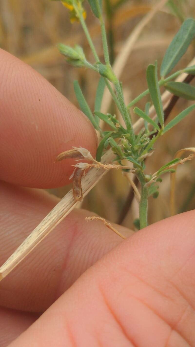 Medicago falcata fruit