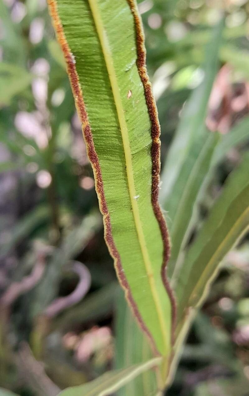 Pteris denticulata — search result for 'Pteris'