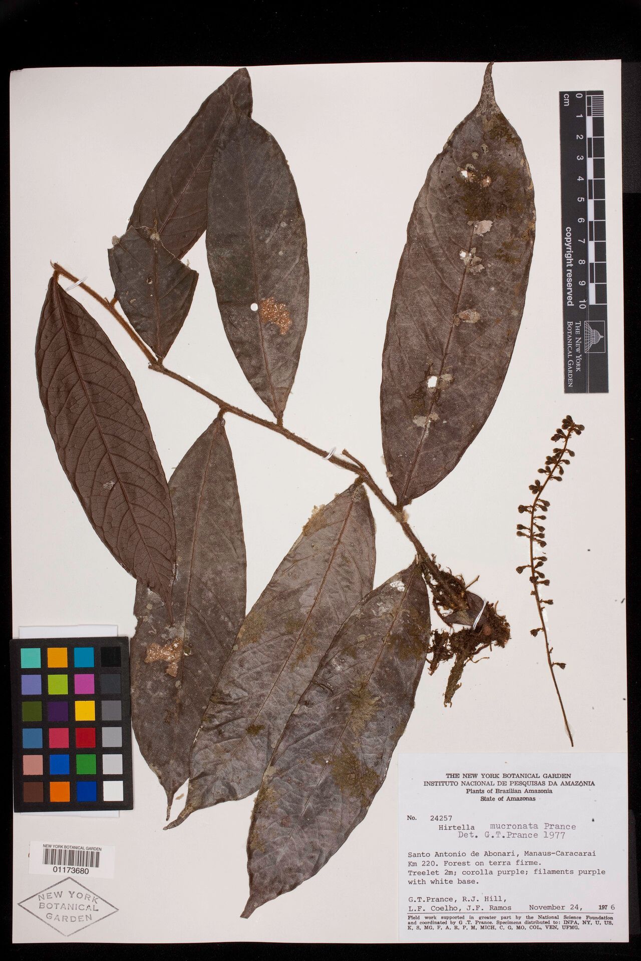 Hirtella mucronata — houseplant care guide