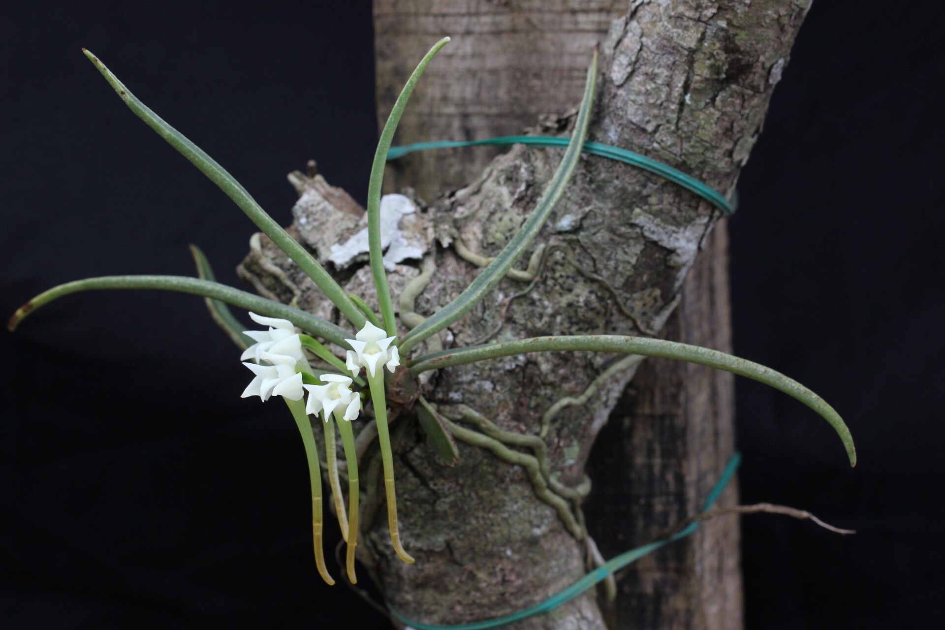 Cyrtorchis henriquesiana habit