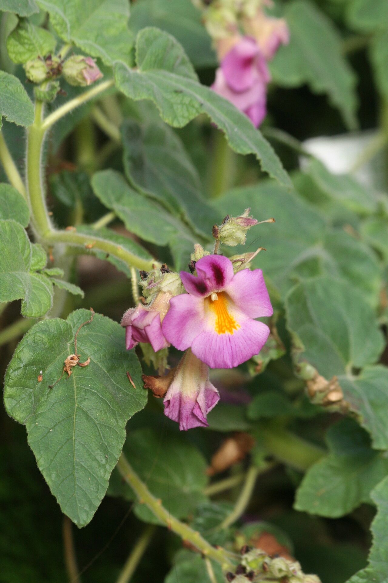 Proboscidea triloba — related species from the same genus