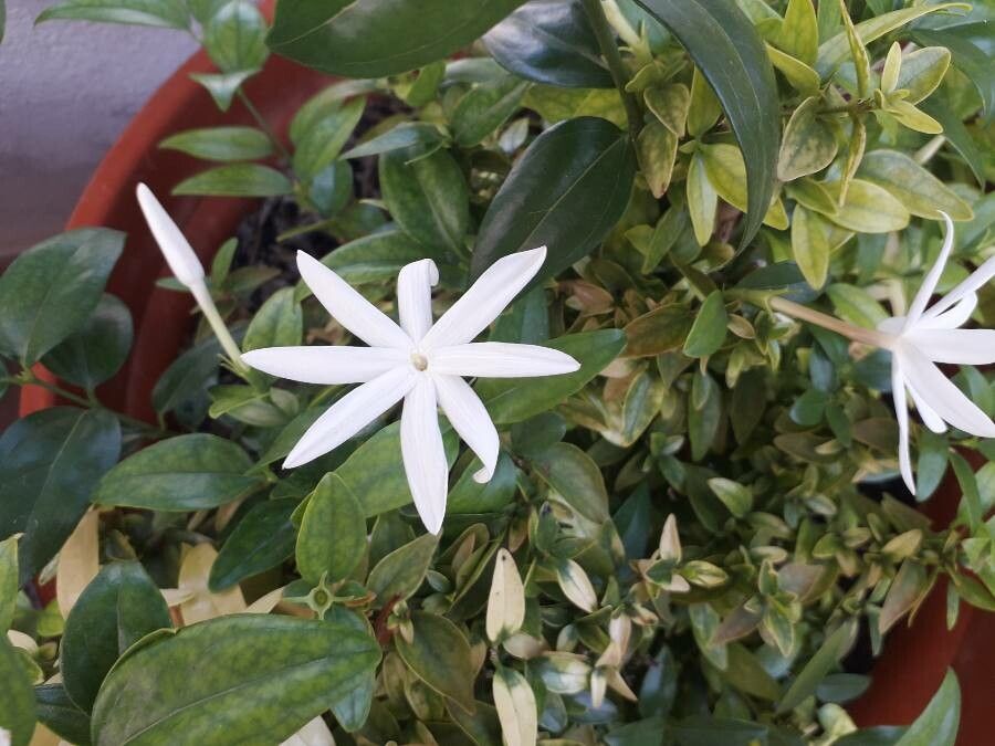 Jasminum multipartitum flower