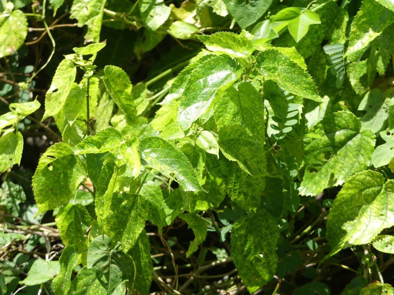 Tragia furialis habit