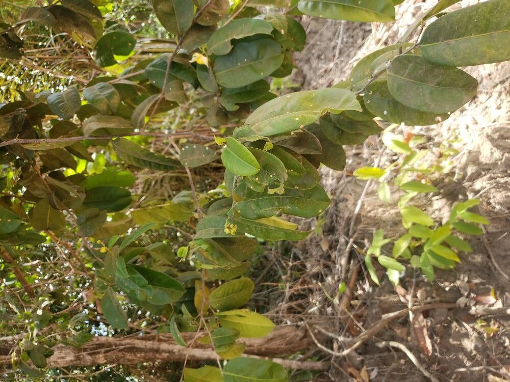 Eschweilera ovata — houseplant care guide