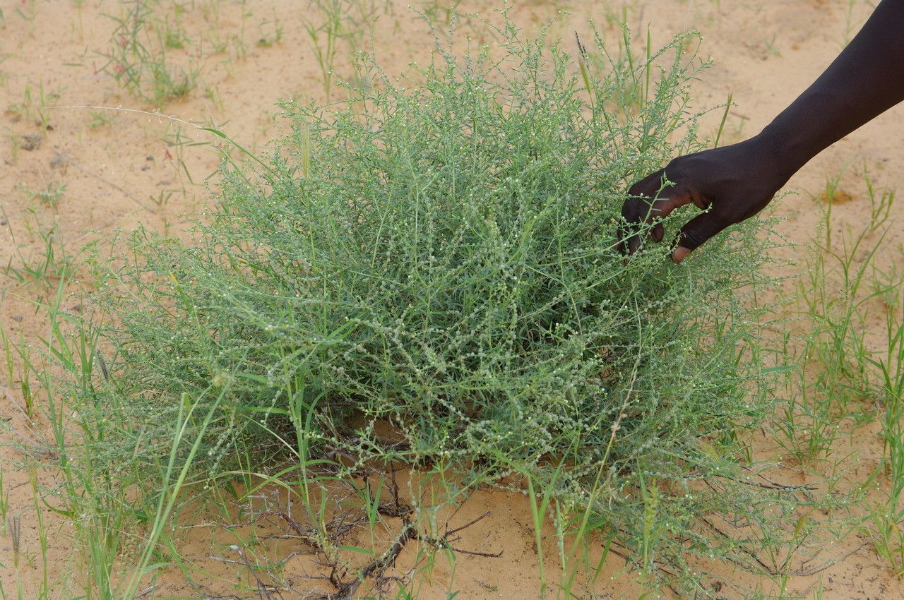 Heliotropium strigosum habit