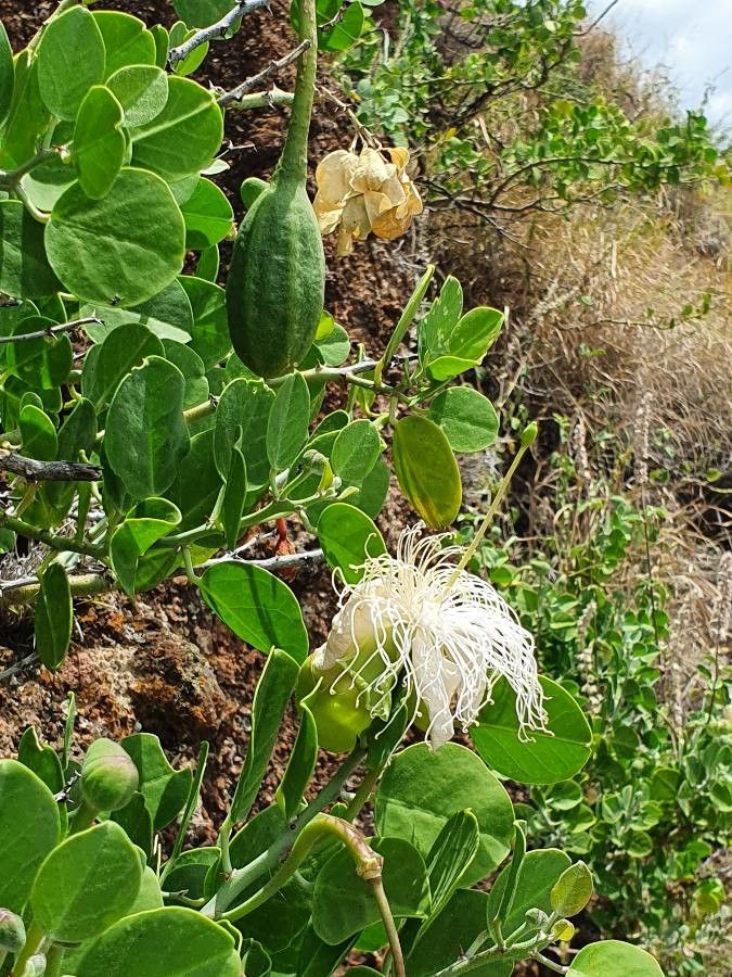 Capparis cartilaginea flower