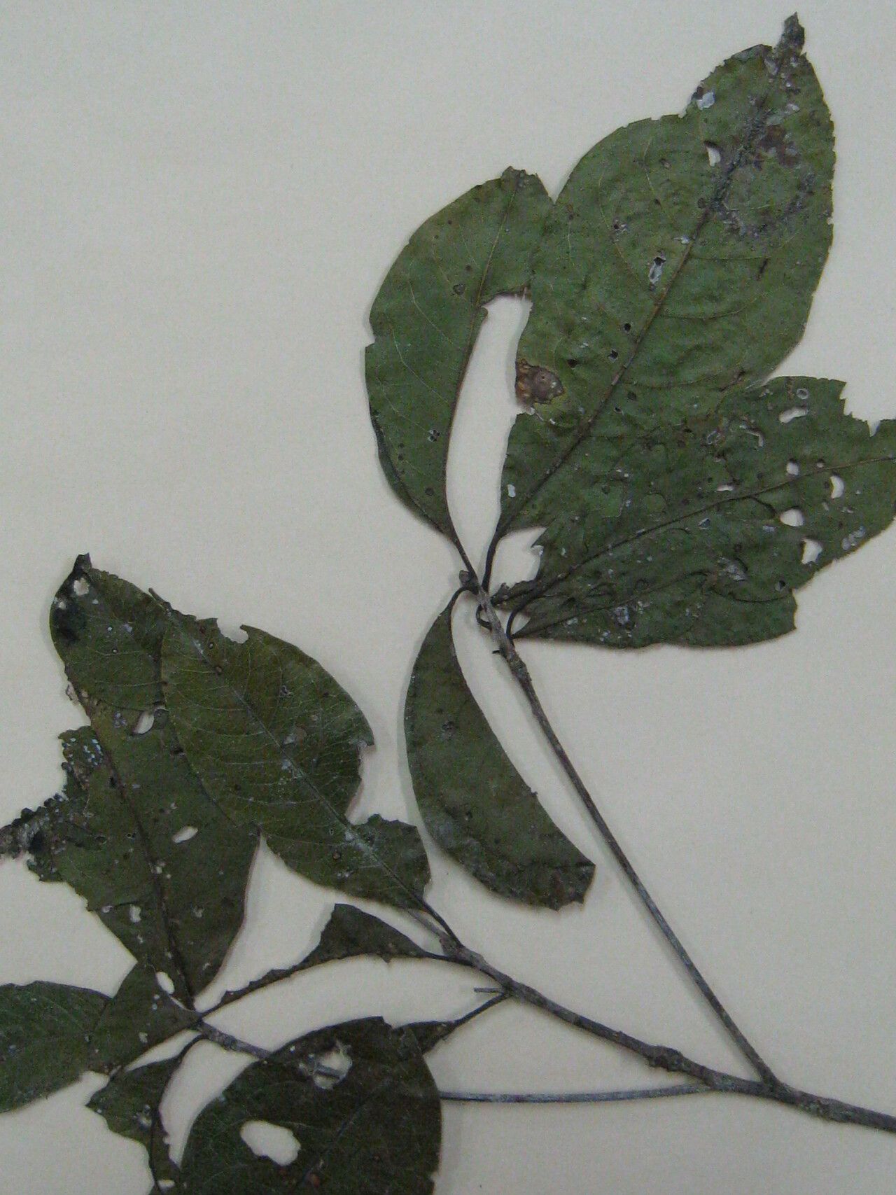 Terminalia guyanensis other