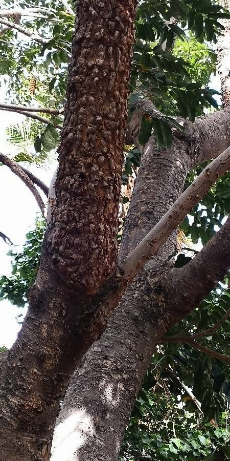 Carapa guianensis bark