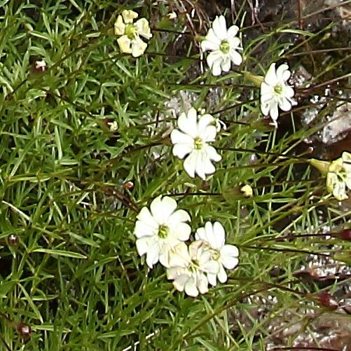 Silene saxifraga flower