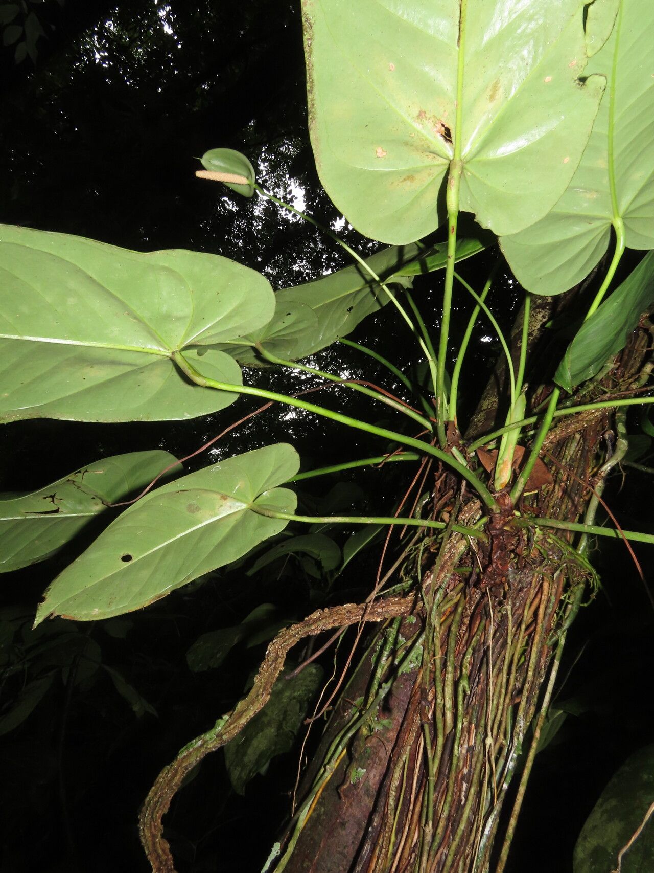 Anthurium cupulispathum leaf
