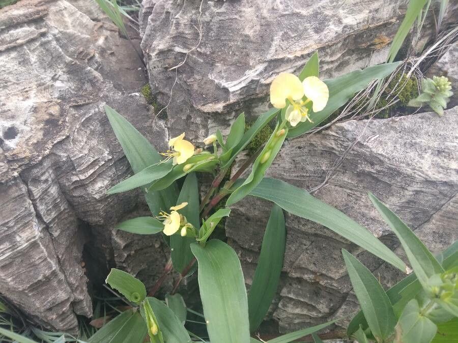 Commelina africana flower