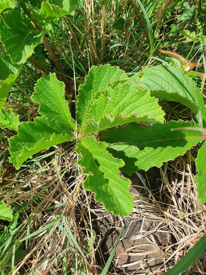 Cyphostemma cyphopetalum — search result for 'Cyphostemma'