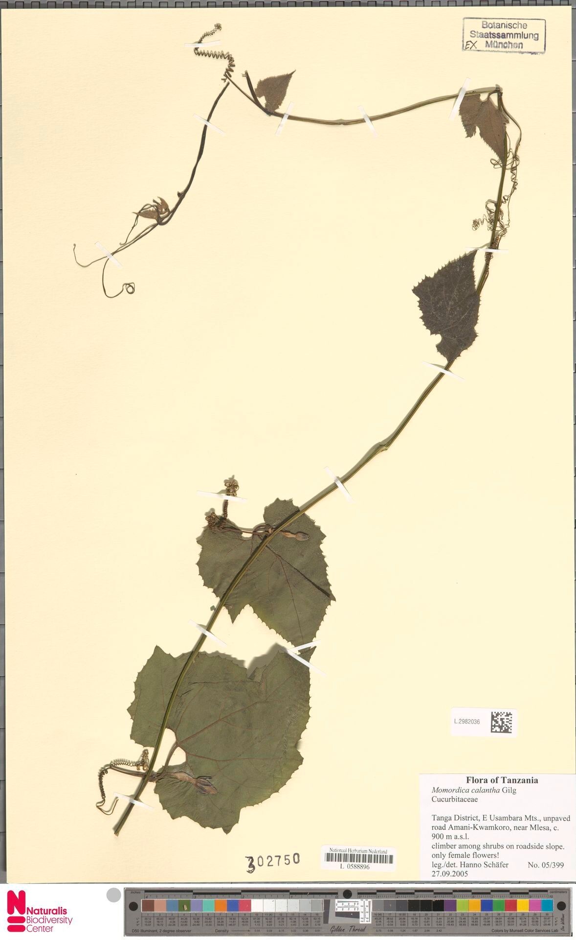 Momordica calantha — search result for 'Momordica'