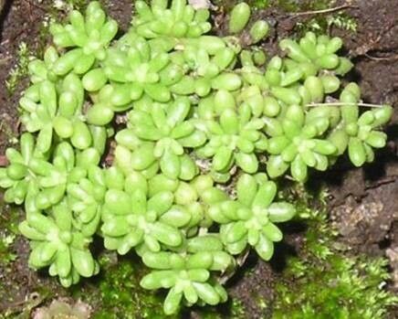 Sedum brissemoretii habit
