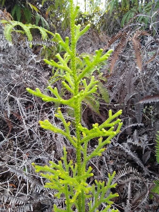 Lycopodiella cernua — search result for 'Lycopodiaceae'