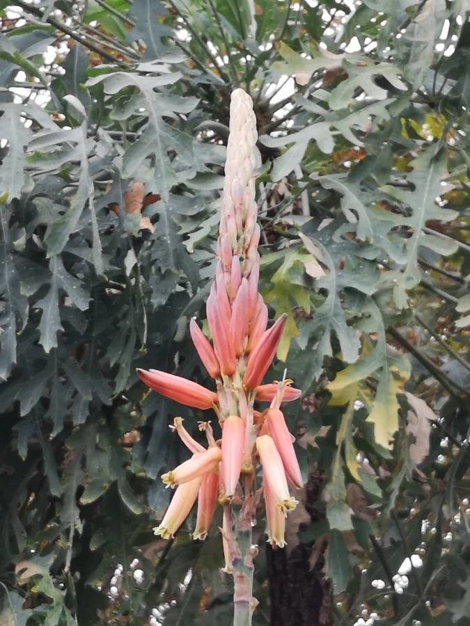Aloe pretoriensis flower