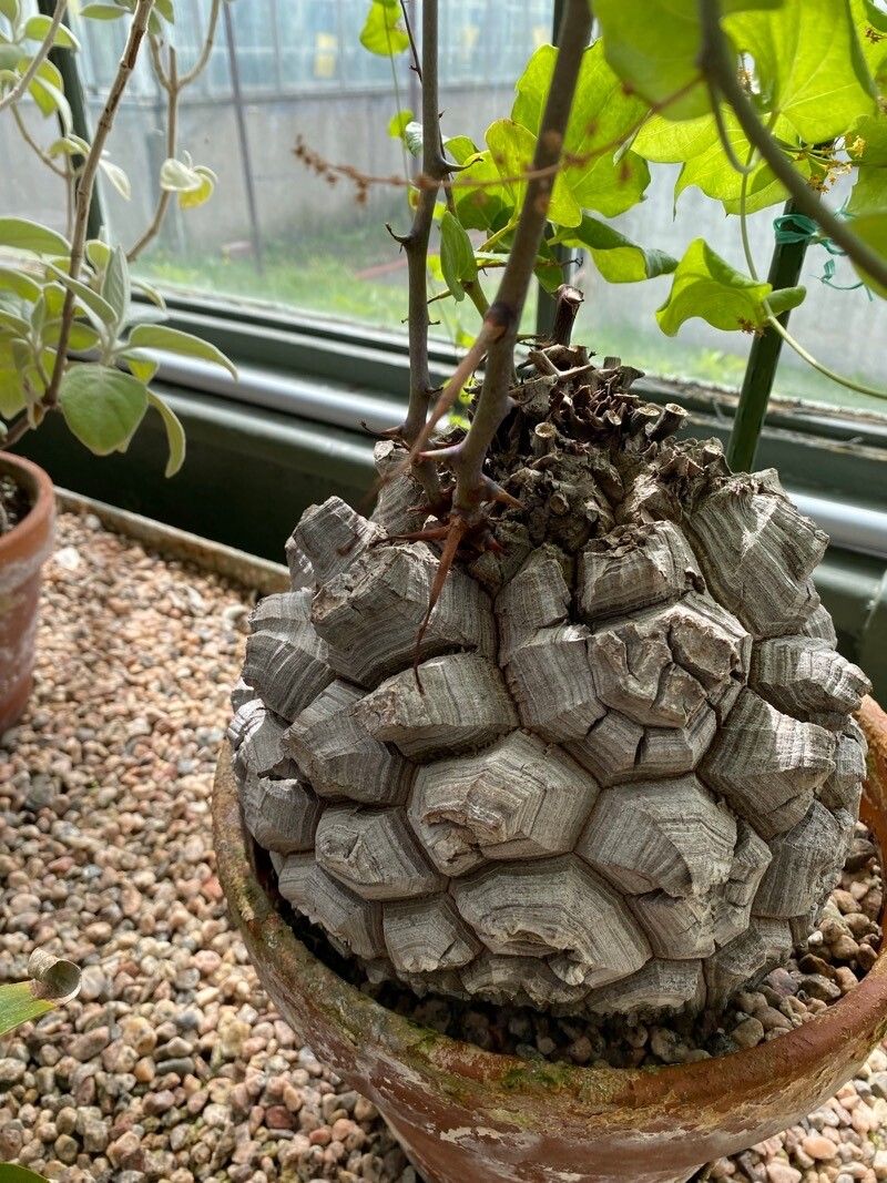 Dioscorea elephantipes fruit
