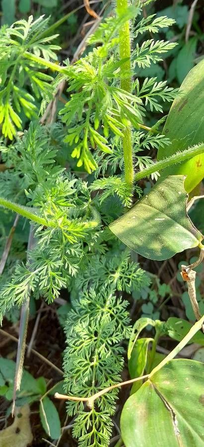 Daucus pusillus leaf