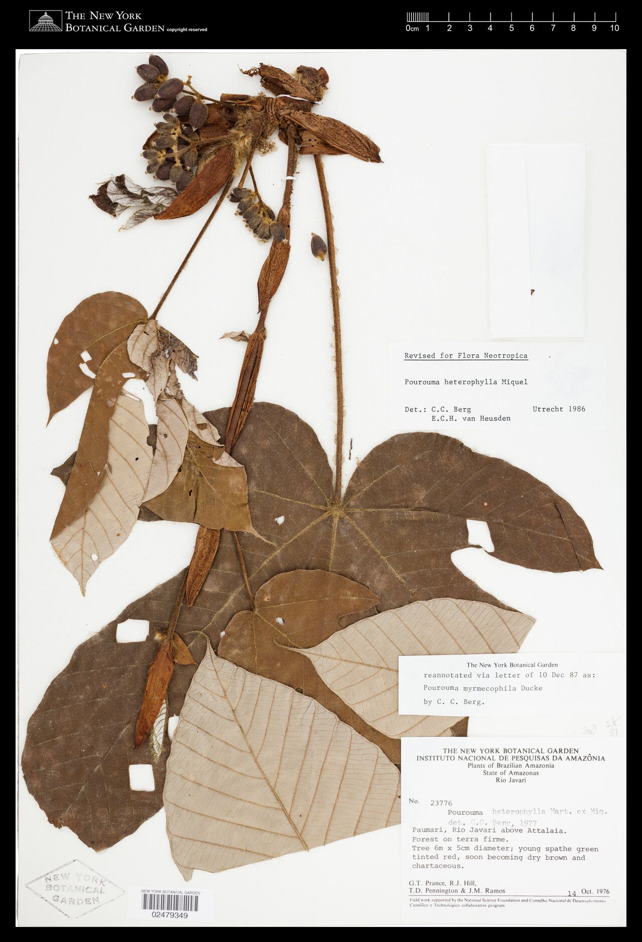 Pourouma myrmecophila fruit