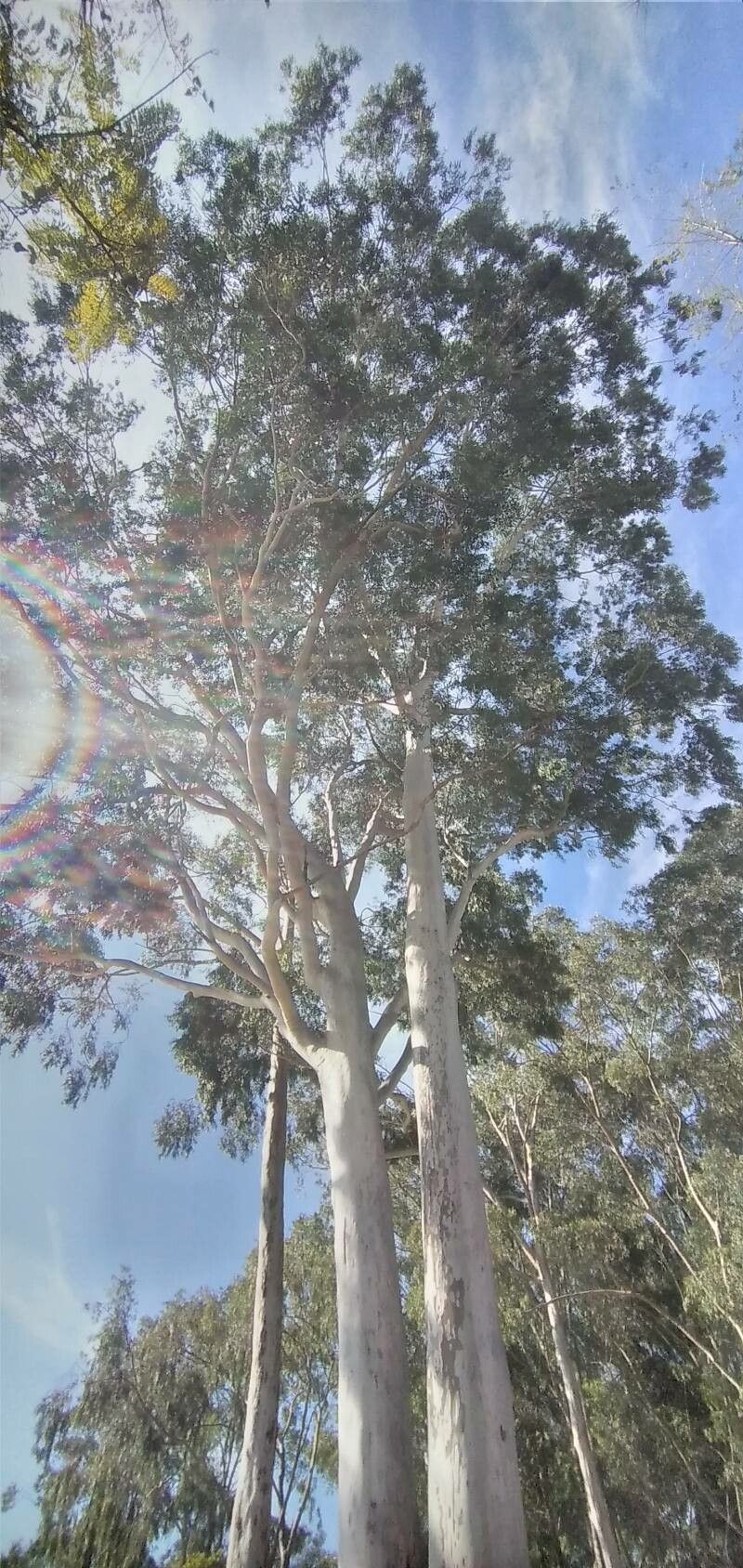 Corymbia citriodora bark