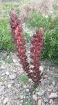 Orobanche variegata habit