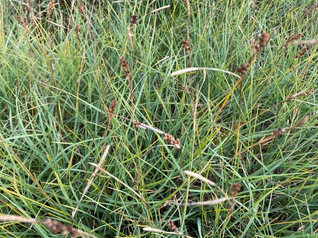 Carex diandra fruit