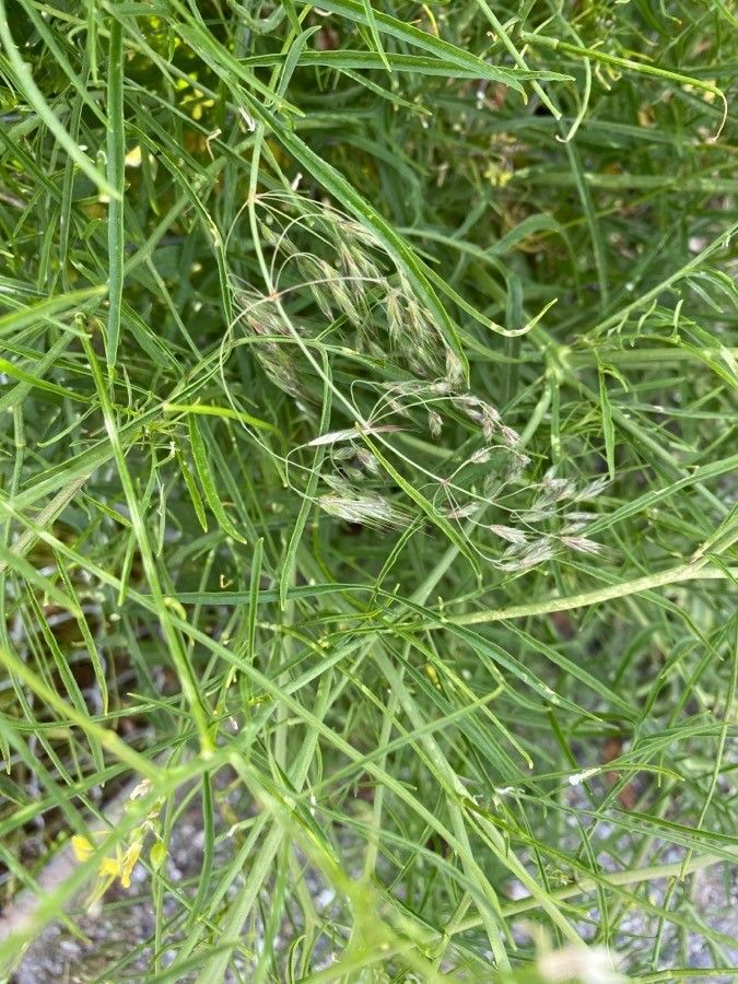 Sisymbrium altissimum leaf