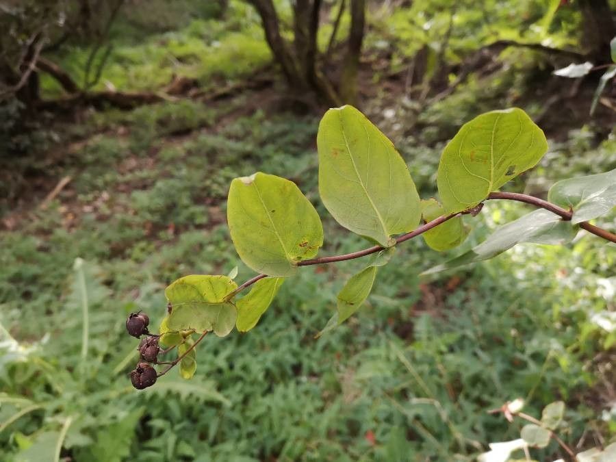 Hypericum grandiflorum fruit